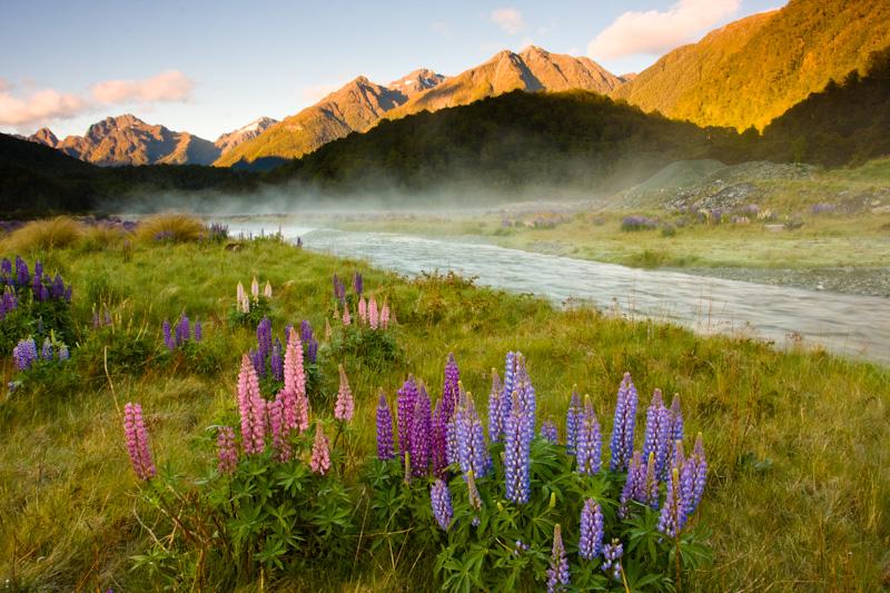 Lupines And Morning Mist Over The Eglinton River At Sunrise